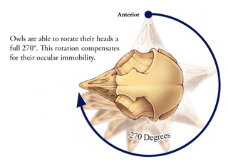Illustration for article titled How do owls twist their heads all the way around without dying? At last we know.